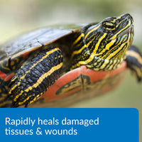 Thumbnail for API TURTLE FIX Nonbacilli Turtle Remedy 4-Ounce Bottle