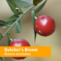 Thumbnail for Herb Pharm Butcher's Broom Liquid ExtraCount for Cardiovascular and Circulatory Support, 1 Fl Oz