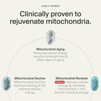 Thumbnail for Timeline Mitopure Urolithin A Supplement Gummies - Clinically Proven Support for Healthy Aging Cellular Energy Muscle Strength and Longevity