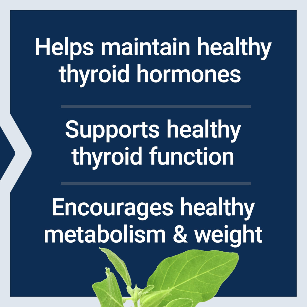 Life Extension Thyroid Support Complex - Thyroid Health Support Supplement with Vitamins A, B, Iodine, Magnesium, L-Tyrosine, Ashwagandha & Ginseng for Energy – Non-GMO, Gluten-Free - 60 Capsules
