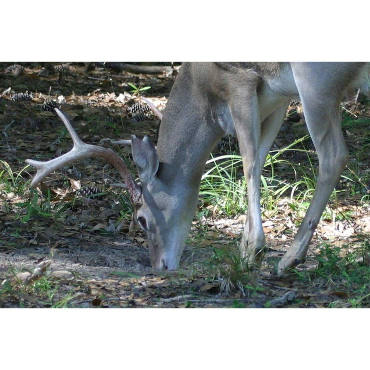 Whitetail Institute 30-06 Mineral and Vitamin Supplement for Deer Food Plots, Provides Antler-Building Nutrition and Attracts Deer, Original, 20 lbs