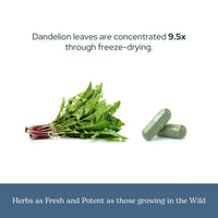 Thumbnail for Eclectic Herb - Raw Freeze-Dried Dandelion Leaf Capsules | Supports Cleansing, Digestive Function & Heart Health | Natural Herbal Supplement | Organic, Non-GMO, Vegan, Whole Herb (90 CT | 200 mg)