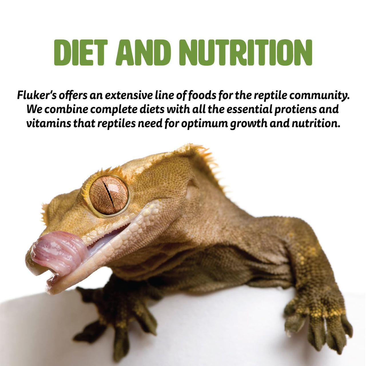 Fluker's Buffet Blend Adult Bearded Dragon Veggie Variety Diet, 7 oz