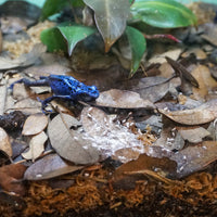 Thumbnail for Rep-Cal SRP00200 Phosphorous-Free Calcium Ultrafine Powder Reptile/Amphibian Supplement with Vitamin D3