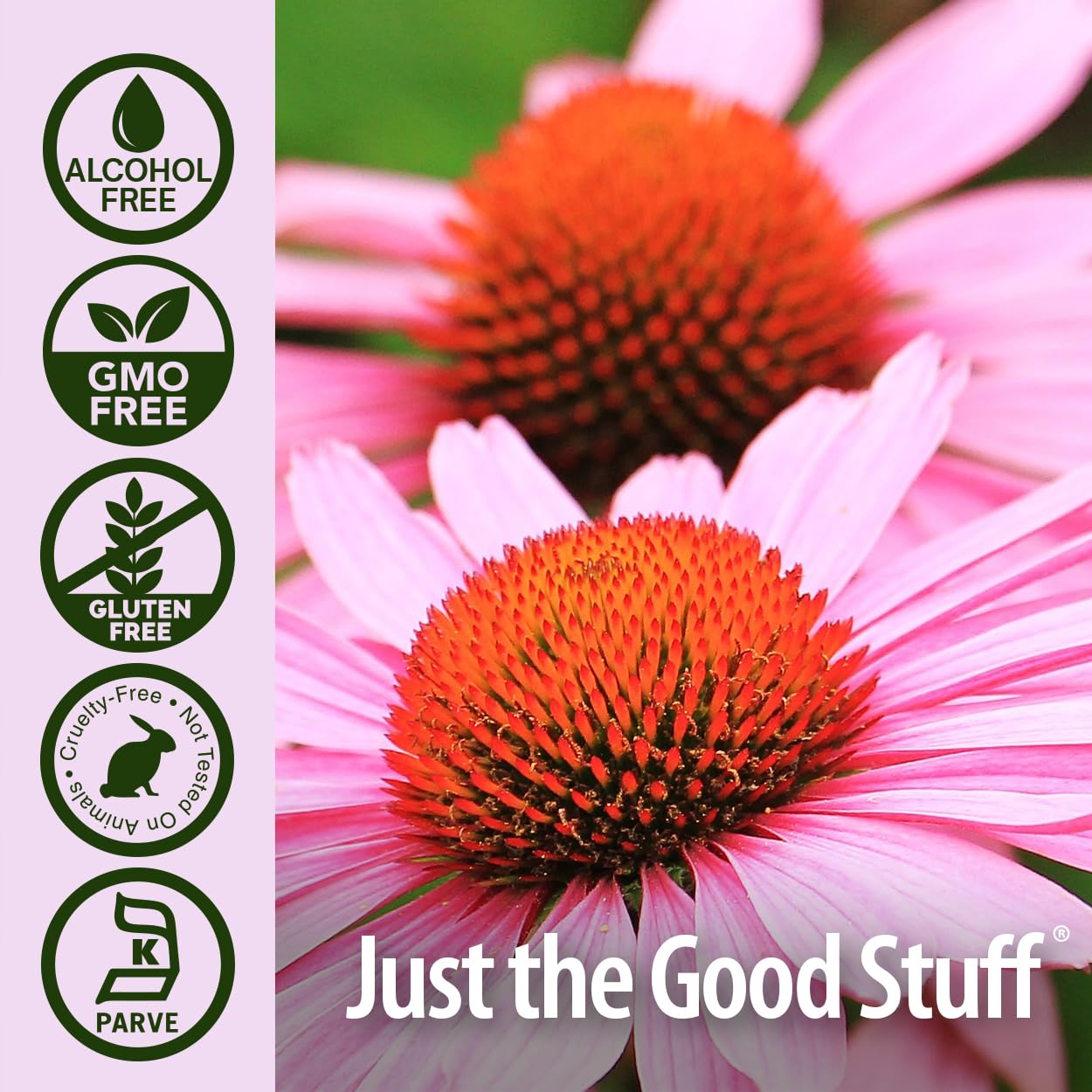 ature's Answer Echinacea Extract | Supports a Healthy Immune System | Vegan, Gluten-Free, Alcohol-Free, Non-GMO & Kosher Certified | 1oz