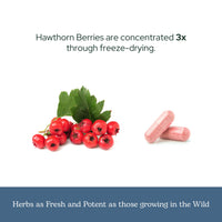 Thumbnail for Eclectic Herb - Hawthorn Berry Capsules | Cardiovascular Support | Heart Health, Circulation & Digestion Support | US-Grown, Vegan, Non-GMO, Gluten Free (90 CT | 500 mg)