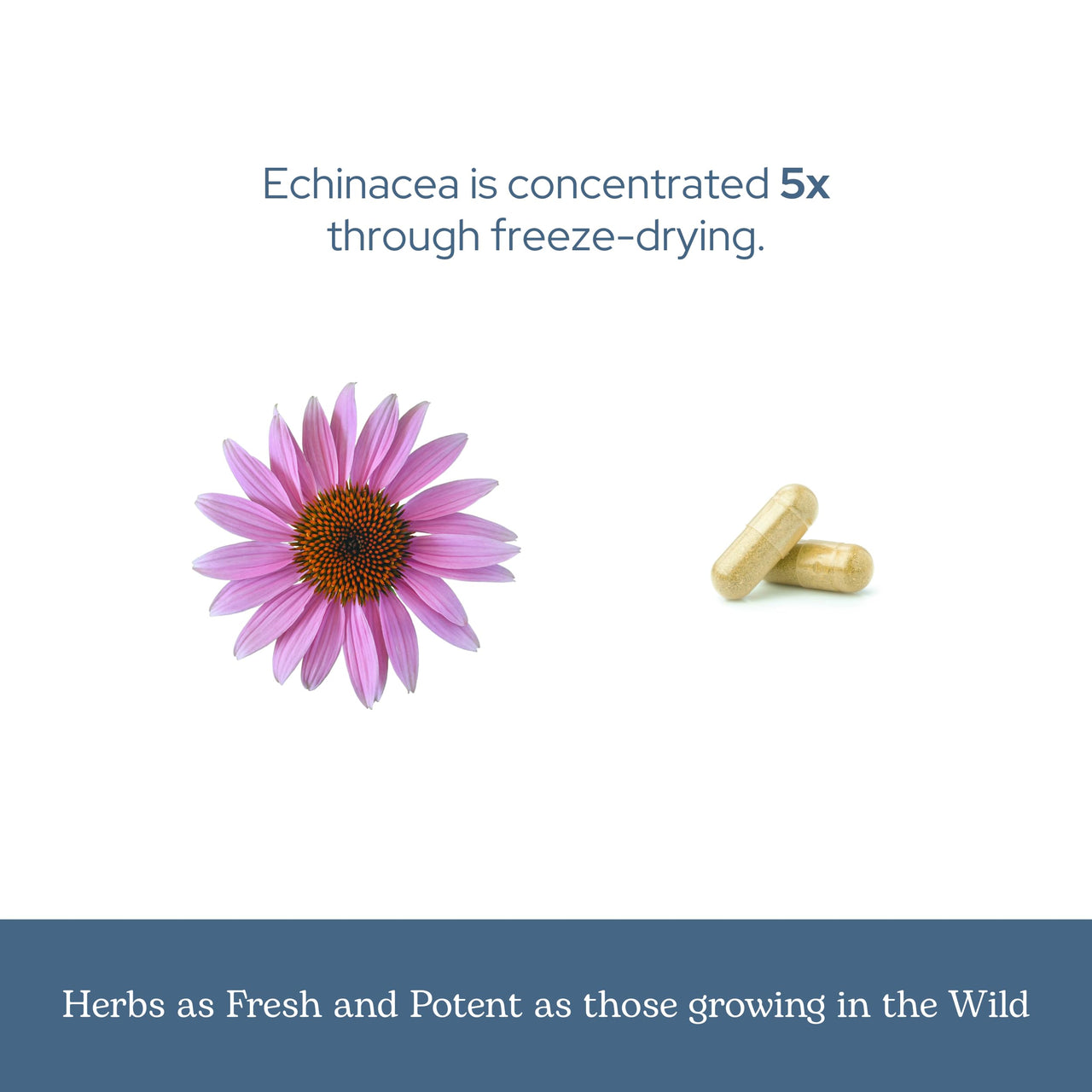 Eclectic Institute Raw Fresh Freeze-Dried Non-GMO Echinacea Purpurea Root | Immune Support | 90 CT (360 mg)