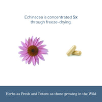 Thumbnail for Eclectic Institute Raw Fresh Freeze-Dried Non-GMO Echinacea Purpurea Root | Immune Support | 90 CT (360 mg)