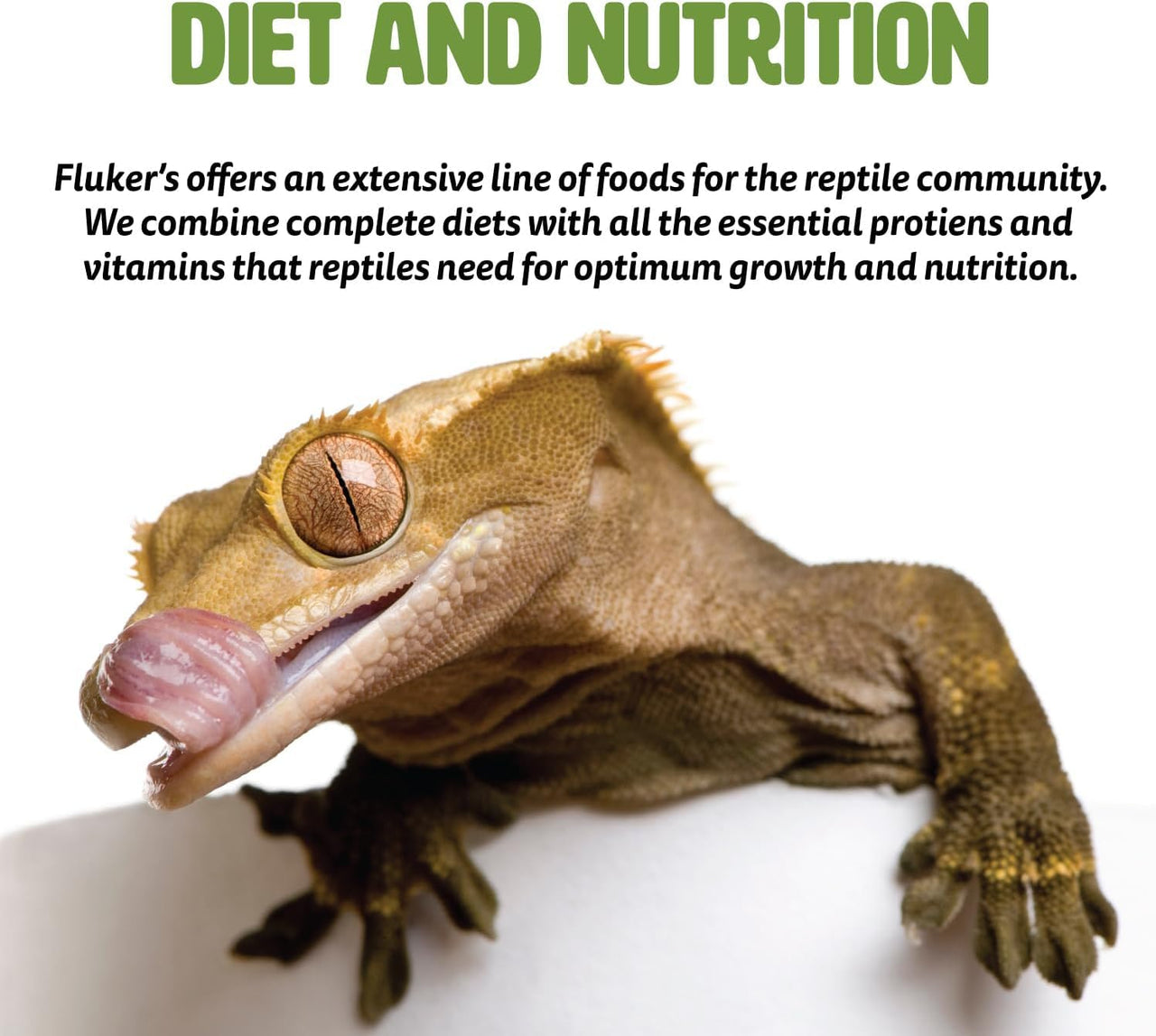 Fluker's Freeze Dried Dubia Roaches, Ideal for Lizards, Reptiles, Birds, Fish, Hedgehogs, 1.7 oz