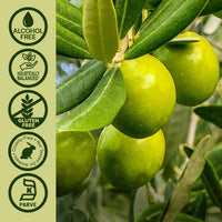 Thumbnail for Nature's Answer Olive Leaf Extract, Alcohol-Free, Non-GMO, Vegan, Gluten-Free, Made in USA, 2 Ounce | Olive Leaf Extract for Wellness