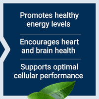 Thumbnail for Life Extension L-Carnitine – 500 mg, Energy Supplement, Memory Supplement – Free Form Amino Acid, Nitric Oxide Support, Healthy Blood Pressure – Gluten-Free, Non-GMO, Vegetarian – 30 Capsules