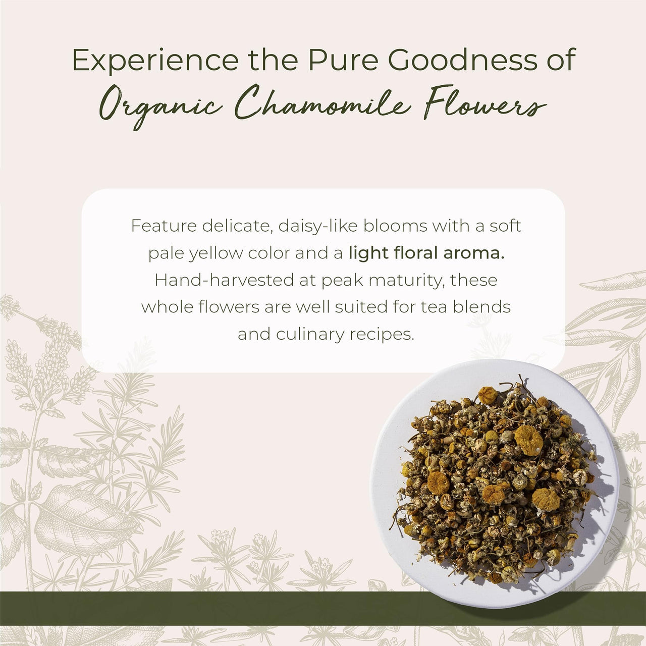 Starwest Botanicals Organic Chamomile Flowers Whole - Dried Loose Leaf Herb for Tea, Herbal Lotions, & Baking, Sourced from Egypt, Certified Kosher, Non-GMO - Bulk 1 lb Bag