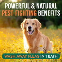 Thumbnail for TropiClean Max Strength Flea and Tick Shampoo Treatment for Dogs, Powerful & Natural Defense, Prevention for Large & Small Dogs, Made in USA, 20oz