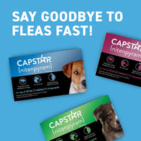 Thumbnail for Capstar (Nitenpyram) Fast-Acting Oral Flea Treatment for Dogs 2-25 Lbs, Vet-Recommended Medication Tablets, Flea Tablets for Dogs Start Killing in 30 Minutes, 6 Doses