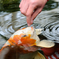 Thumbnail for TetraPond Koi Vibrance Soft Sticks, Floating Pond Fish Food for Koi Fish and Ornamental Goldfish, 2.42 Pounds