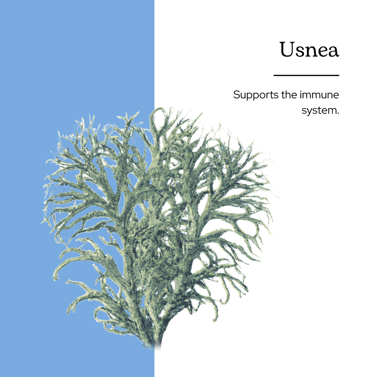Eclectic Institute Usnea O 2 Ounce