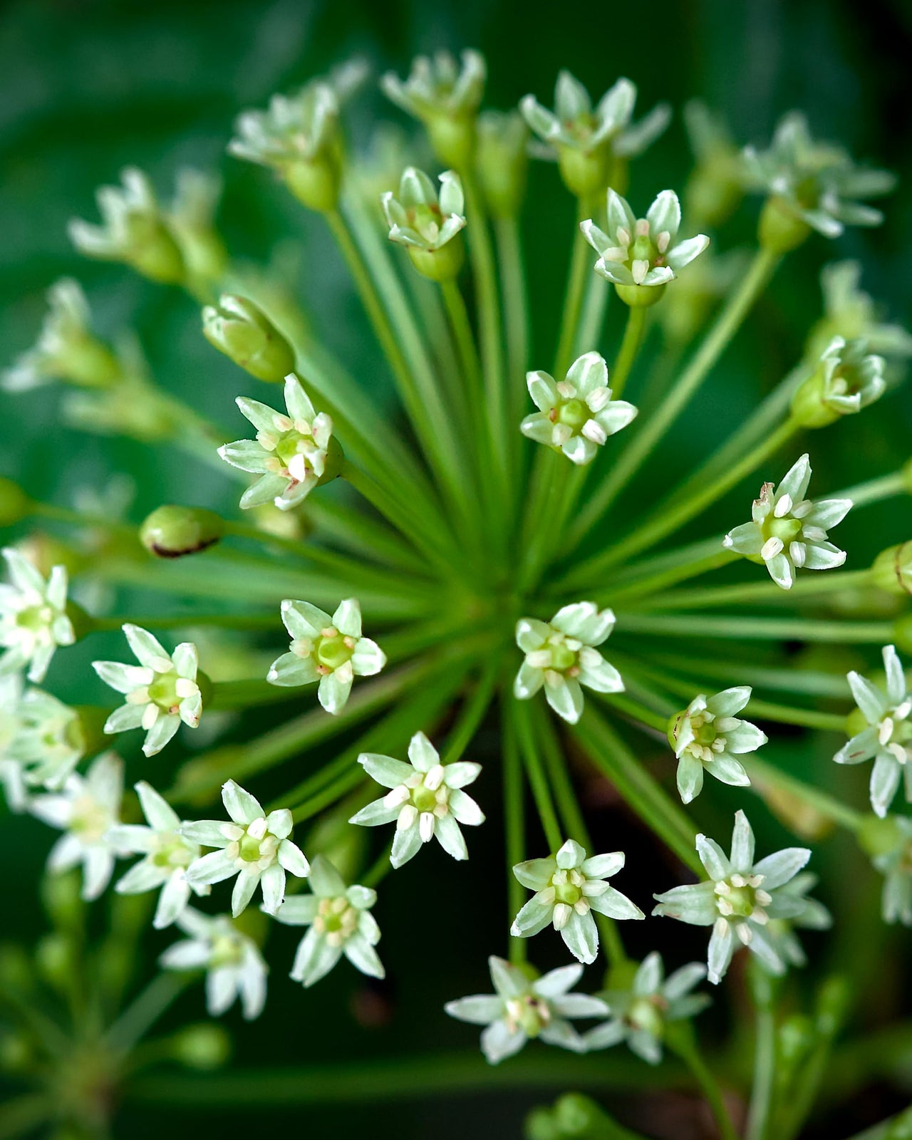 Herb Pharm Eleuthero (Siberian Ginseng) Root Liquid Extract for Energy and Stamina, Cane Alcohol, 4 Ounce