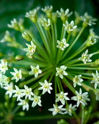 Thumbnail for Herb Pharm Eleuthero (Siberian Ginseng) Root Liquid Extract for Energy and Stamina, Cane Alcohol, 4 Ounce