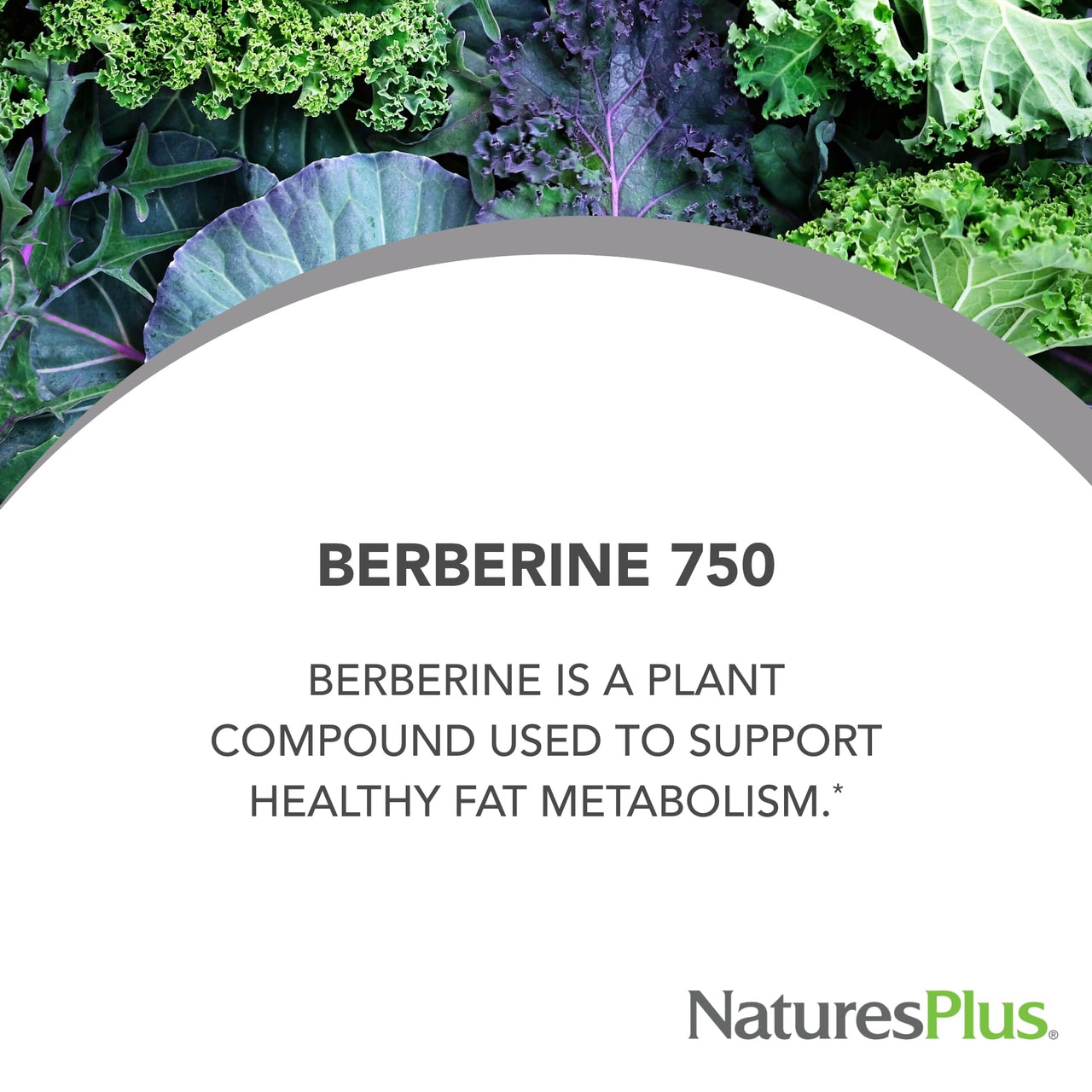 NaturesPlus PRO Berberine 750 mg - 60 Capsules - Supports Healthy Metabolism - Non-GMO, Vegan & Gluten Free - 30 Servings