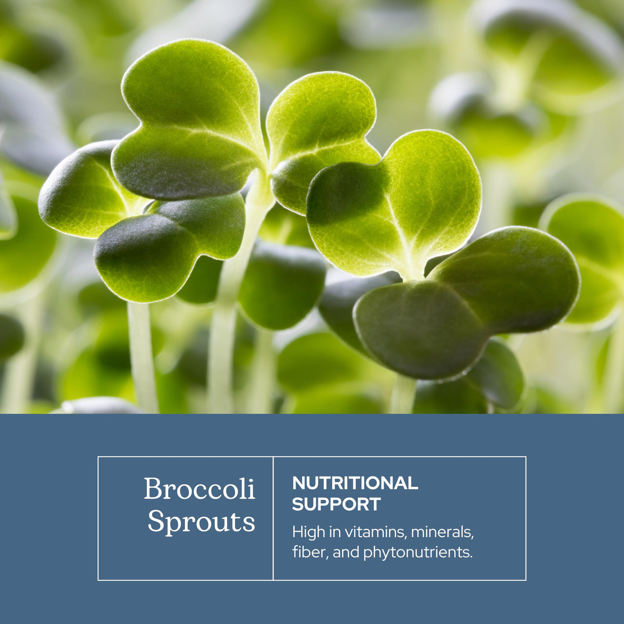 Eclectic Herb - Organic Broccoli Sprouts Capsules | Vitamins + Minerals | Immune, Antioxidants & Detox Support | Superfood | Non-GMO, Gluten Free, Vegan (100 CT | 270 mg)
