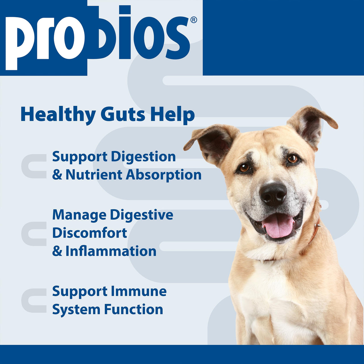 Probios Digestive Support Chewables for Dogs, Daily Probiotic Supplement for Gut Health, Digestion & Immune Support, 1 lb