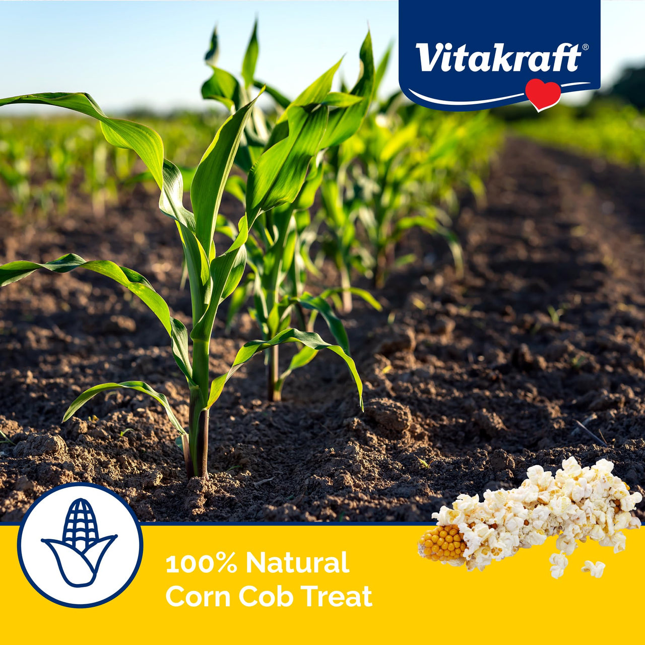 Vitakraft Mini-Pop Corn Cob Bird Treat 6 Ounce (Pack of 1)