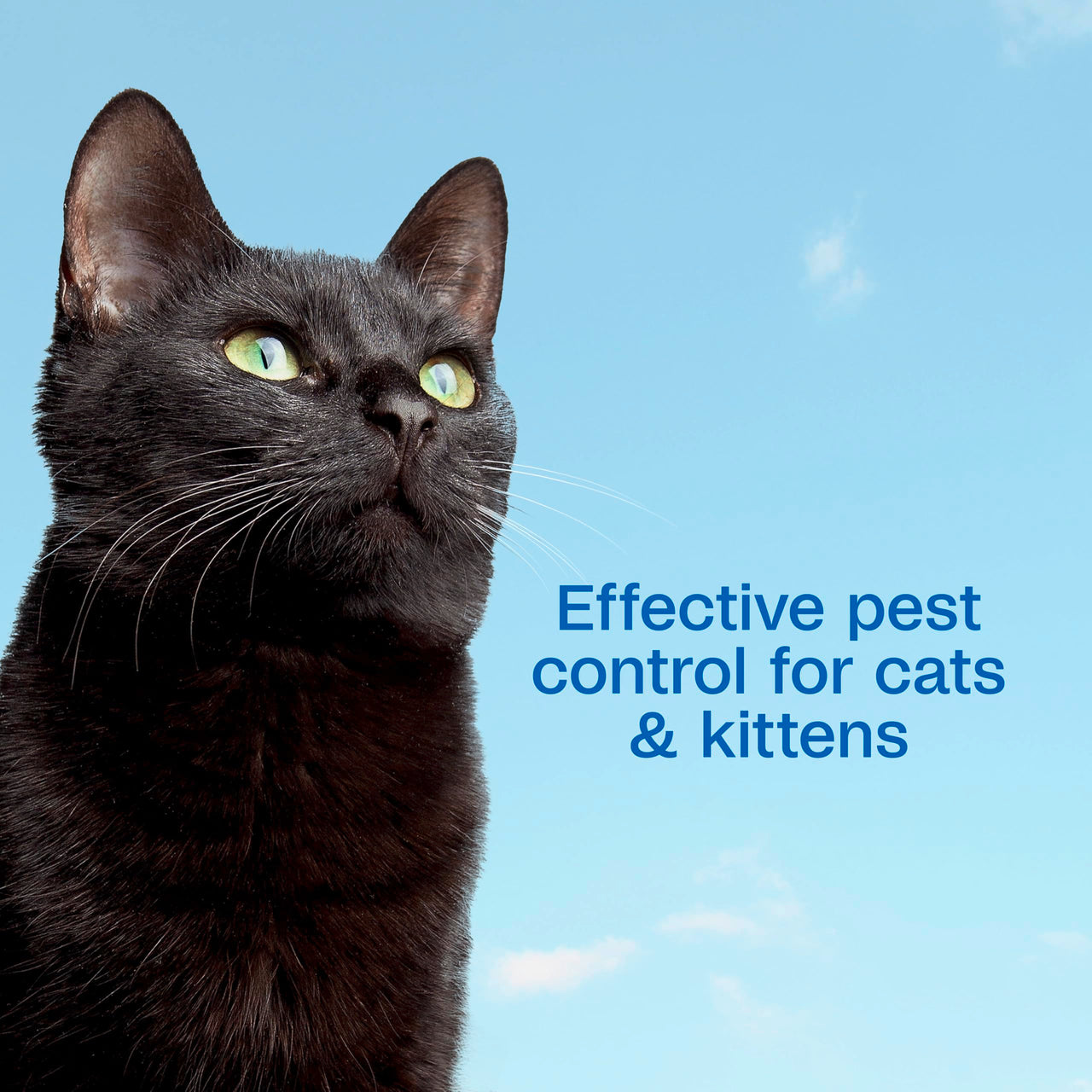ADAMS Plus Flea & Tick Foaming Shampoo & Wash for Cats & Kittens, Flea Shampoo to Treat Flea Infestations, Kills Ticks, Fleas, Flea Eggs & Lice, Cleans and Conditions Coat, 10 Ounces