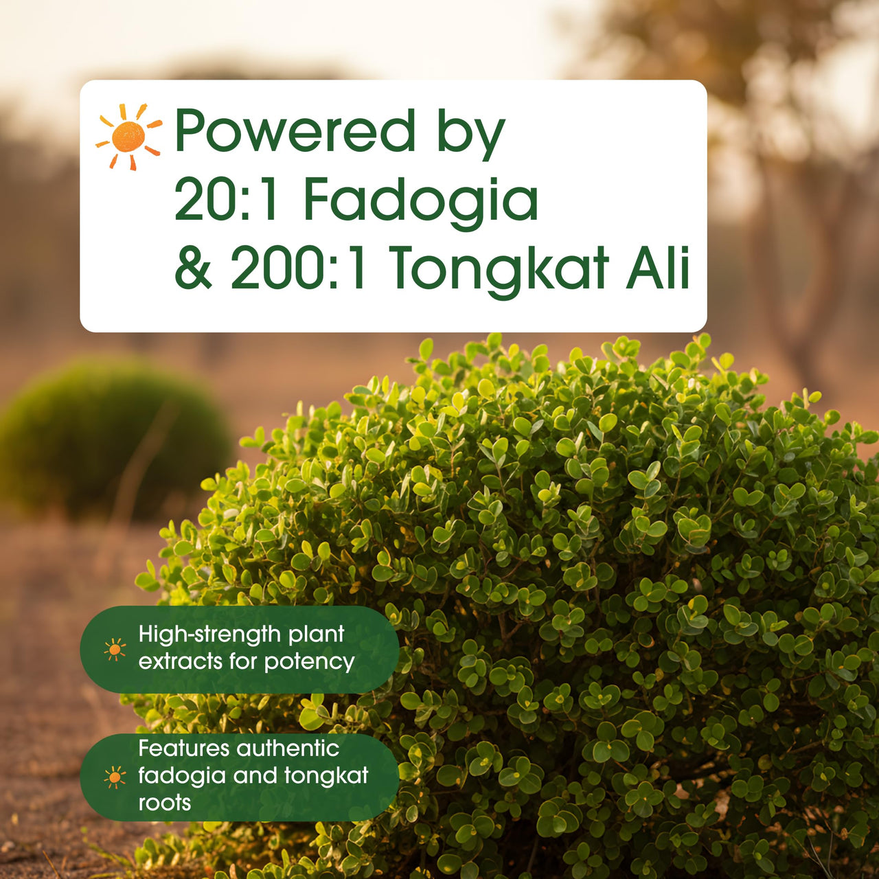 NatureBell Fadogia Agrestis - 240 Capsules - 600mg Fadogia Agrestis with 400mg Tongkat Ali - High Strength Extracts for Vitality & Workout Performance Support*