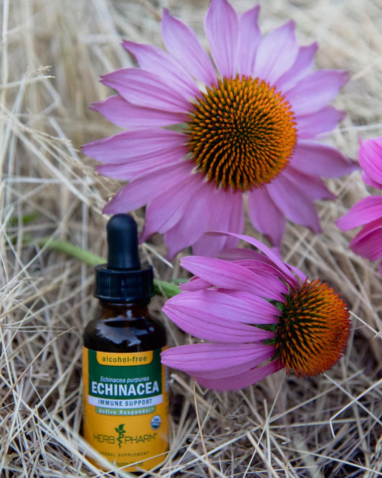 Herb Pharm Certified Organic Echinacea Root Liquid Extract for Immune System Support, Alcohol-Free Glycerite, 4 Ounce