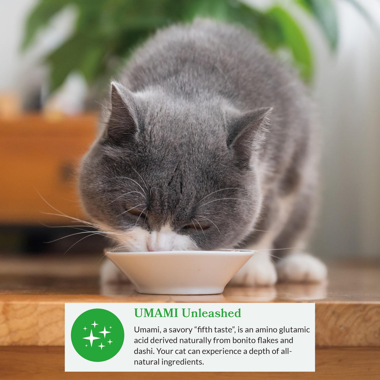 INABA Dashi Delights for Cats, 2.5 Ounce Cup, 6 Cups Total, Chicken with Scallop Recipe