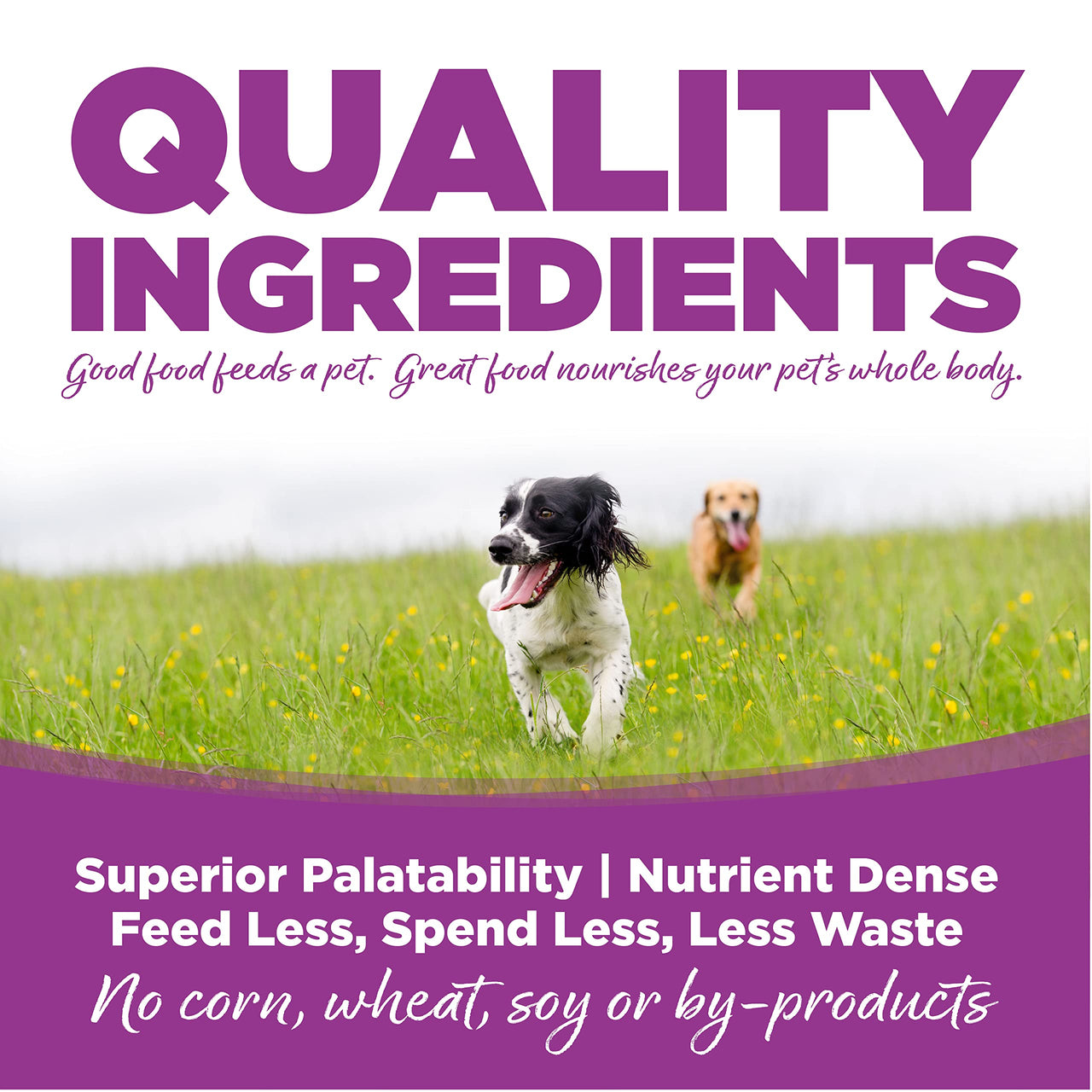 Large Breed Puppy Chicken & Rice Dry Dog Food Size: 1.5-Lb Bag