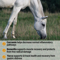Thumbnail for Absorbine Bute-Less Performance Advanced Formula Horse Supplement Pellets, Supports Healthy Inflammatory Response & GI Tract, 3.75lb Tub / 30 Day Supply