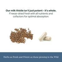 Thumbnail for Eclectic Herb - Premium Freeze Dried Milk Thistle Capsules | Silymarin Supplement | Liver Support, Detox, Cleanse + Maintain | Vegan, Natural, Non-GMO, Gluten Free (240 CT | 600 mg)