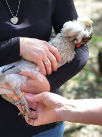 Thumbnail for Happy Hen Treats Spiral Leg Bands, Size 11