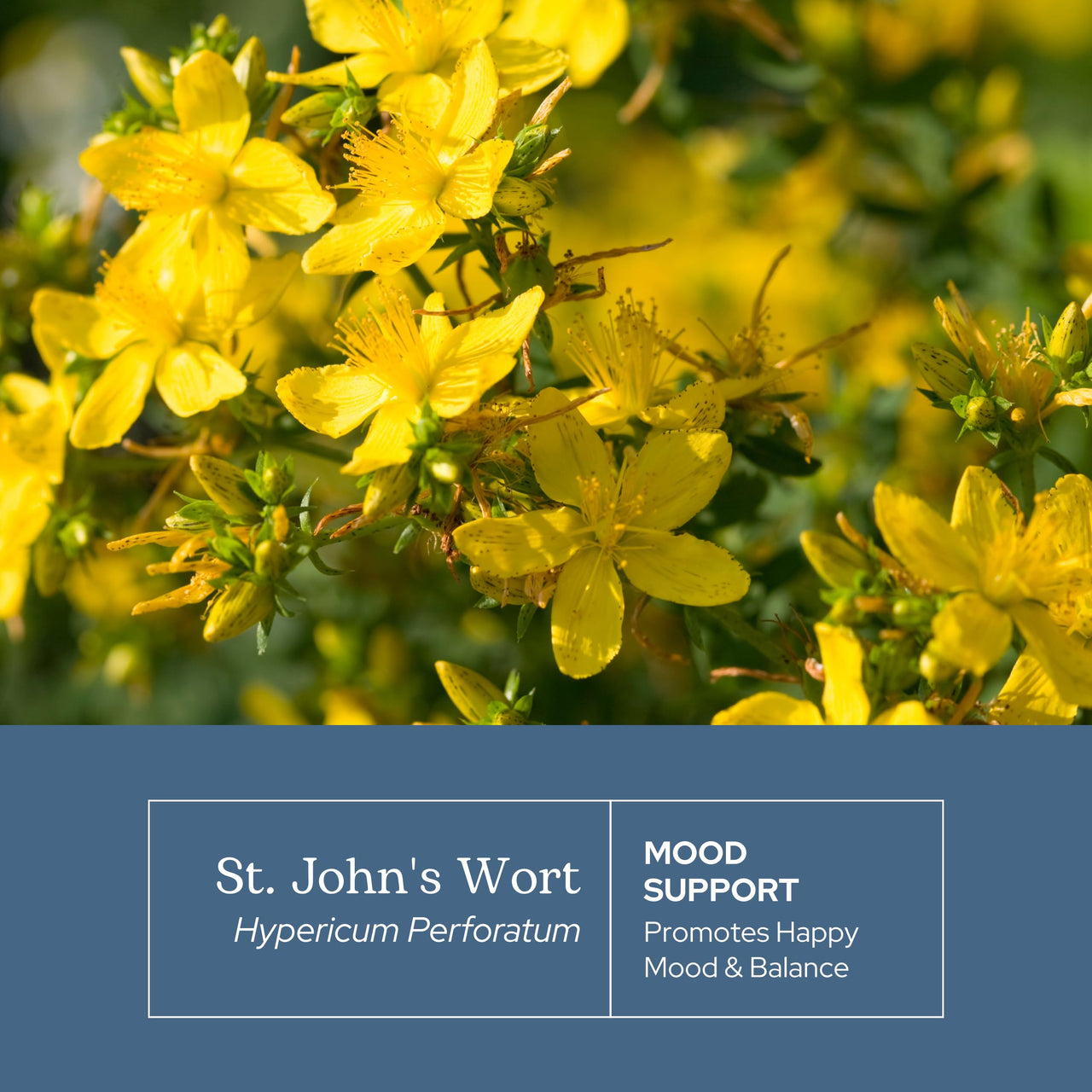 Eclectic Herb - St. John's Wort Capsules | Nervous System & Immune Support | Promotes a Positive Mood | Vegan, Non-GMO, Gluten Free, Freeze-Dried (120 CT | 300 mg)