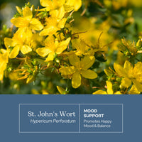 Thumbnail for Eclectic Herb - St. John's Wort Capsules | Nervous System & Immune Support | Promotes a Positive Mood | Vegan, Non-GMO, Gluten Free, Freeze-Dried (120 CT | 300 mg)