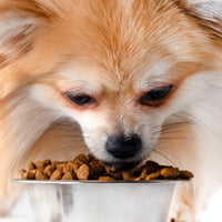 Thumbnail for SPOT Stainless Steel Mirror Finish Bowl, Durable Chew-Proof Food/Water Dish for Mini Dogs, Small Dogs, and Puppies, 2 Cups (16 oz) Capacity