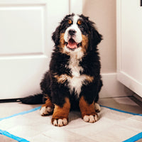 Thumbnail for Four Paws Wee-Wee Superior Performance Unscented Pee Pads for Dogs & Puppies, Quilted Leak-Proof Dog Housebreaking Potty Training Floor Protection, 22