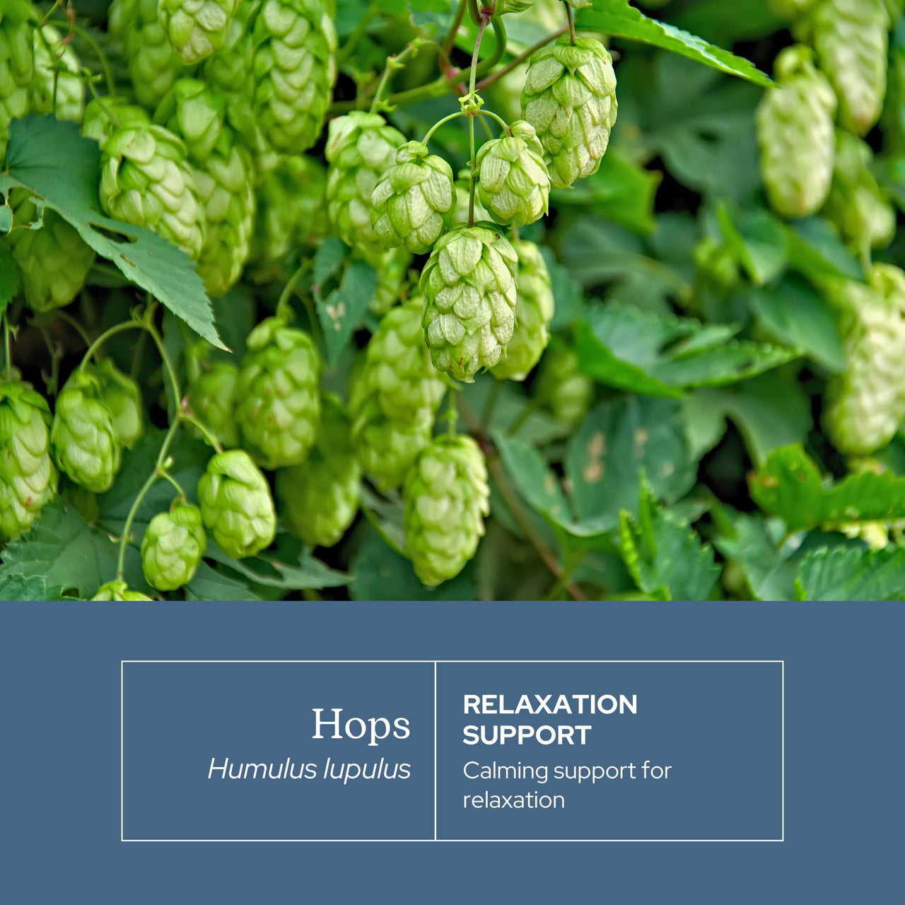 Eclectic Herb - Hops Capsules | Natural Relaxation & Sleep Support | Antioxidant Support | Herbal Supplement | Vegan, Non-GMO, Gluten Free, Freeze-Dried (90 CT | 200 mg)
