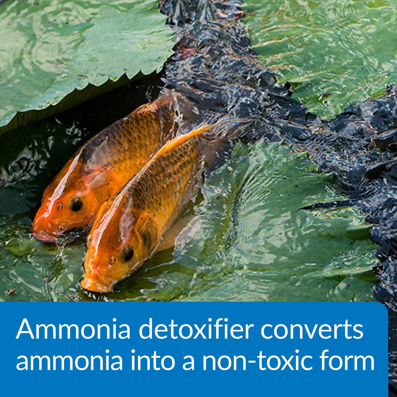 API POND AMMO-LOCK Ammonia detoxifier For Pond Water 16-Ounce Bottle