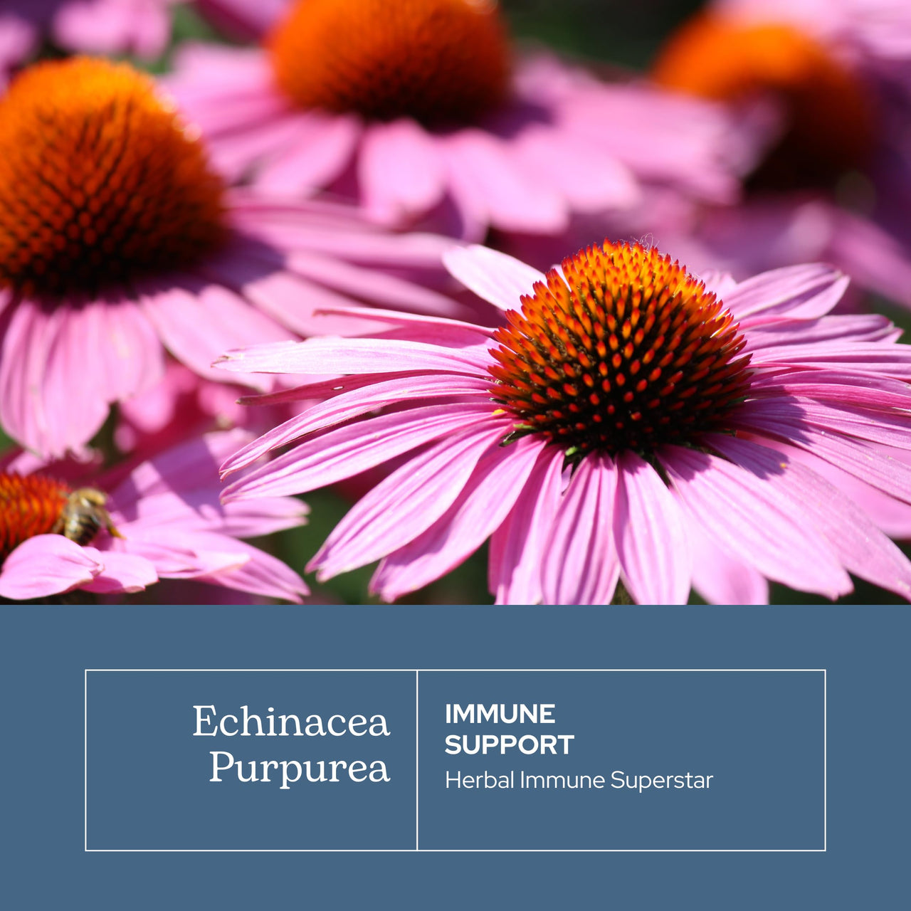 Eclectic Institute Raw Fresh Freeze-Dried Non-GMO Echinacea Purpurea Root | Immune Support | 90 CT (360 mg)