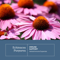 Thumbnail for Eclectic Institute Raw Fresh Freeze-Dried Non-GMO Echinacea Purpurea Root | Immune Support | 90 CT (360 mg)