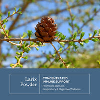 Thumbnail for Eclectic Herb - Larix Powder | Natural Immune + Gut Health Support | Larch Laricina | Immunity & Gut Flora Support | Safe for Kids & Adults | Organic, Vegan, Gluten Free, Non-GMO (3 oz | 85 g)