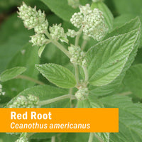 Thumbnail for Herb Pharm Red Root Liquid Extract for Cleansing and Detoxifying - 4 Ounce