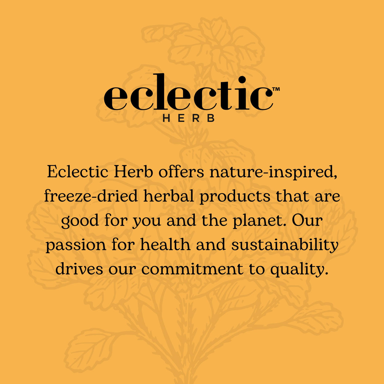 Eclectic Herb - Bilberry Liquid Herbal Glycerite | Vision Support Supplement | Vision Health & Cardiovascular Support | Concentrated, Alcohol-Free, Organic, Vegan, Non GMO (1 fl oz | 30 ml)