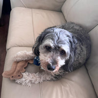 Thumbnail for SPOT Dura-Fused Leather Squirrel Dog Toy – Real Leather & Jute Fabric, Double-Stitched & Durable, Soft Stuffed Squeaky Interactive Chew Toy for Moderate Chewers, Small & Medium Dogs, 8in