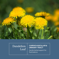 Thumbnail for Eclectic Herb - Raw Freeze-Dried Dandelion Leaf Capsules | Supports Cleansing, Digestive Function & Heart Health | Natural Herbal Supplement | Organic, Non-GMO, Vegan, Whole Herb (90 CT | 200 mg)