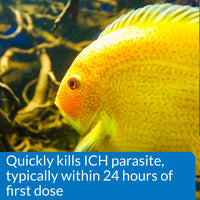 Thumbnail for API LIQUID SUPER ICK CURE Freshwater and Saltwater Fish Medication Bottle, 1.7 oz (12A)
