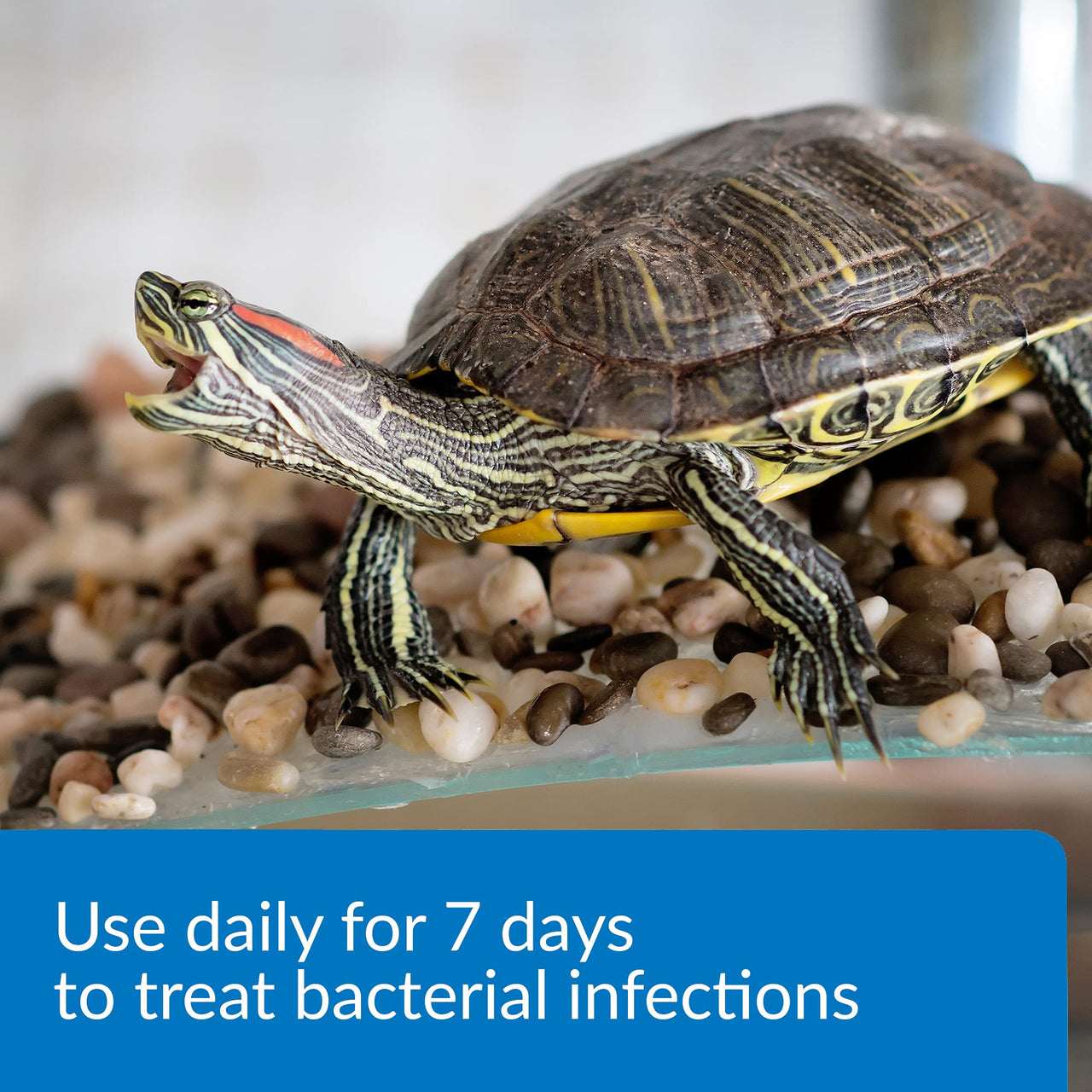API TURTLE FIX Nonbacilli Turtle Remedy 4-Ounce Bottle