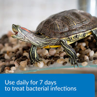 Thumbnail for API TURTLE FIX Nonbacilli Turtle Remedy 4-Ounce Bottle
